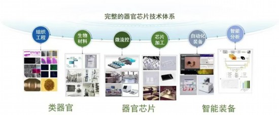 東南大學(xué)團(tuán)隊(duì)牽頭完成中國首個(gè)器官芯片國家標(biāo)準(zhǔn)